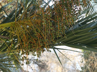 Date palm fruit
