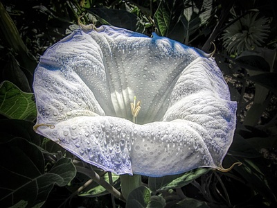 Datura (toloache)