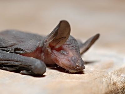 Daubenton's bat