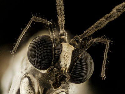 Deer ked (louse fly)