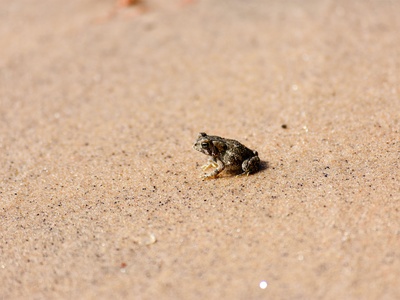 Delalande's Sand Frog