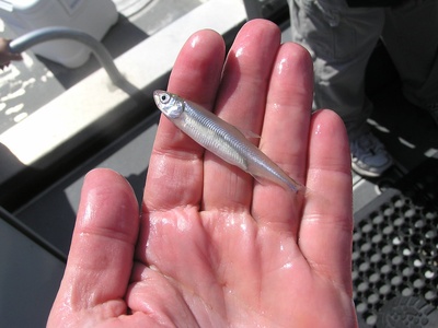 Delta smelt