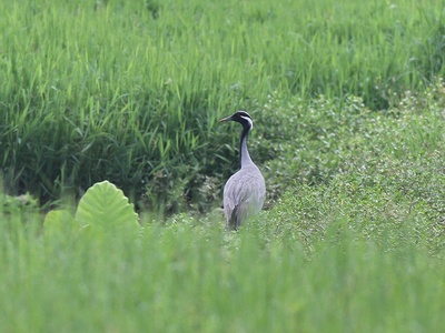 Demoiselle crane
