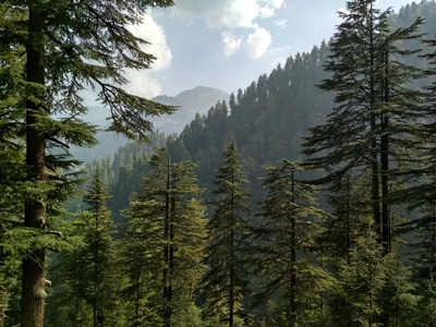 Deodar