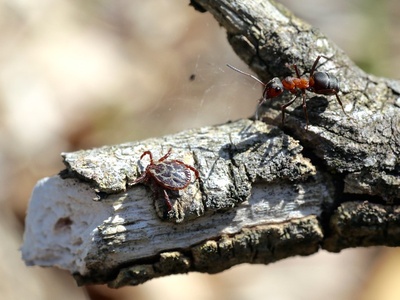 Dermacentor reticulatus