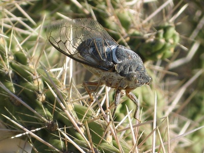 Desert cicada