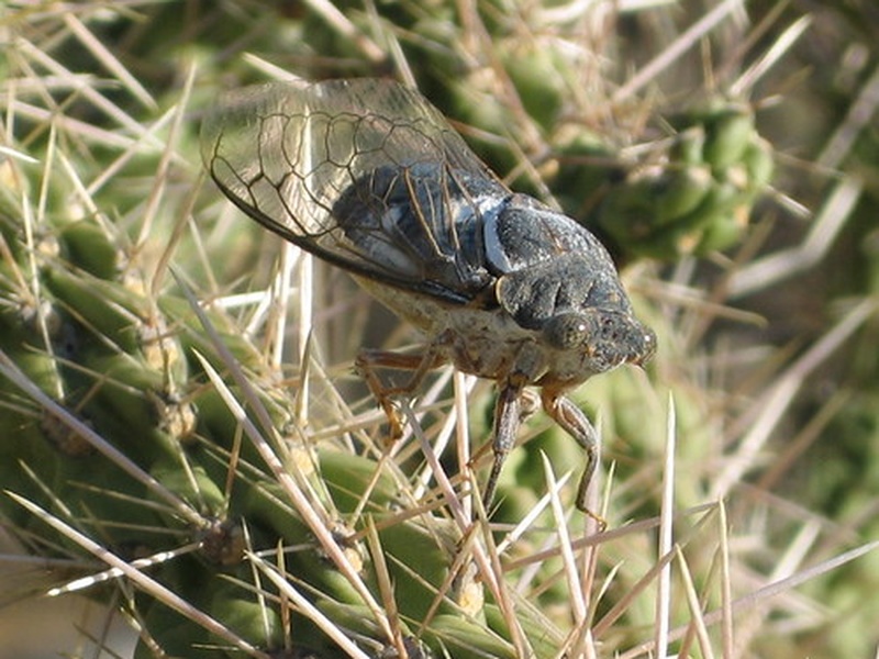 Large Desert Insects List of Desert Insects - Flora Fauna Fun