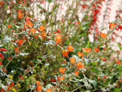 Desert globe mallow