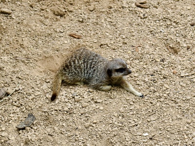 Desert hedgehog