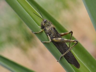 Desert locust