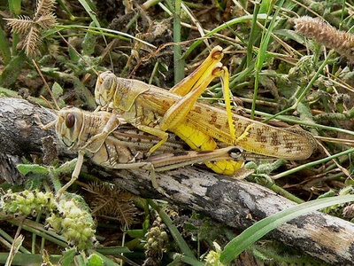 Desert locust