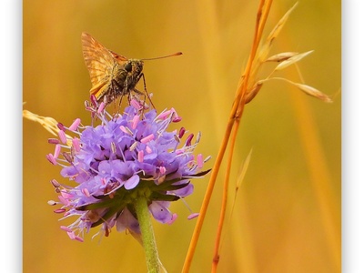 Devil's-bit scabious