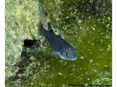 Devils Hole pupfish
