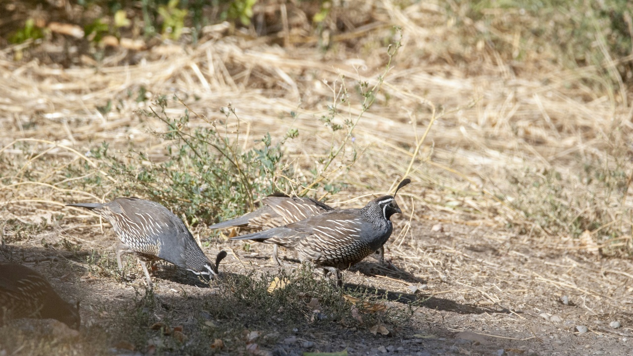Raccoon foraging at an urban dumpster showing scavenging behavior