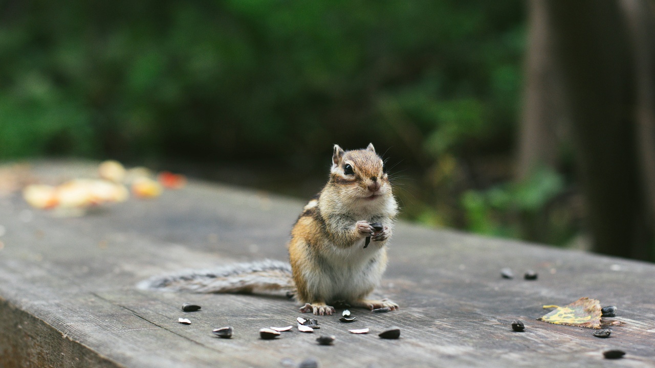 Chipmunk carrying seeds to a cache