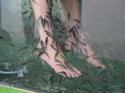 Doctor fish