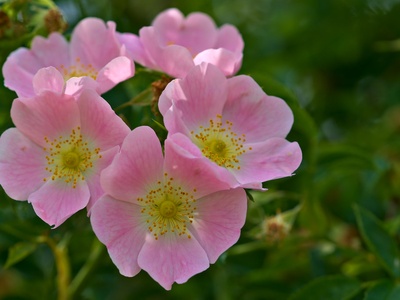 Dog rose (Heckenrose)