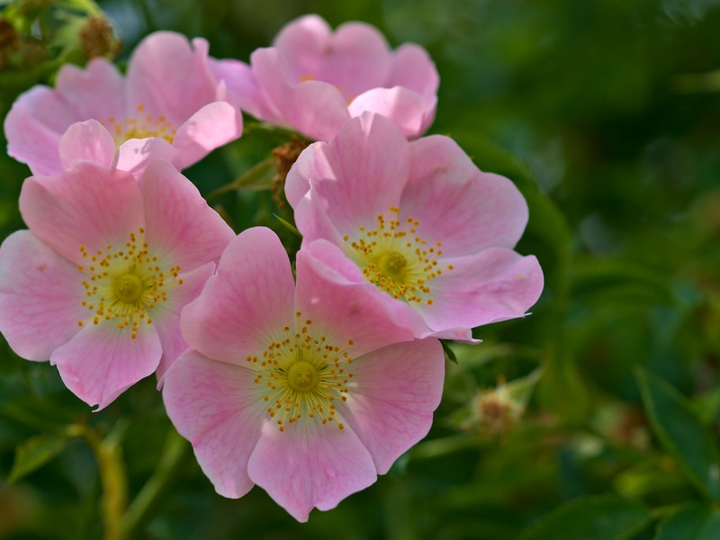Plants of Germany: The Complete List - Flora Fauna Fun