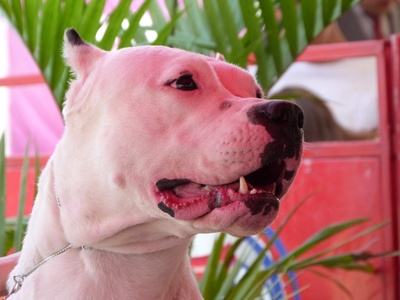 Dogo Argentino