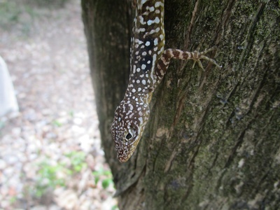 Dominica anole