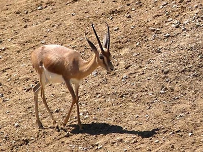 Dorcas gazelle