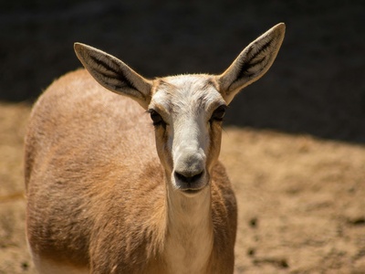 Dorcas gazelle