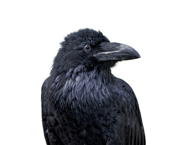 Double-branded Crow
