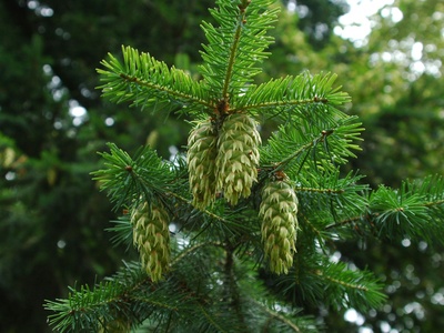 Douglas fir