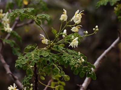 Drumstick tree (Moringa)
