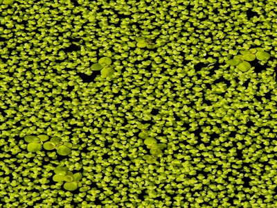 Duckweed