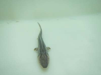 Dwarf shovelnose sturgeon