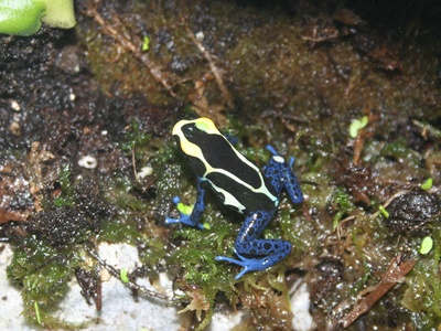 Dyeing poison frog