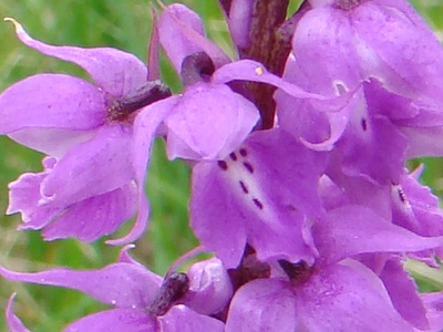 Early purple orchid (Männliches Knabenkraut)