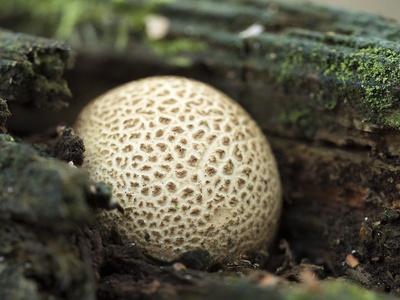 Earthball