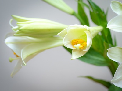 Easter lily