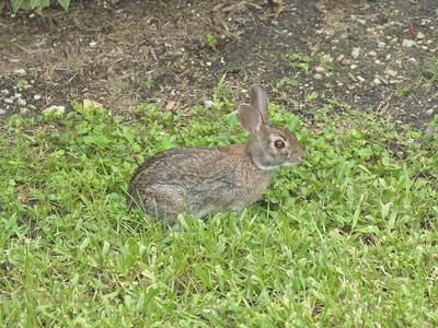 Eastern cottontail