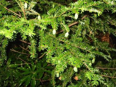Eastern hemlock