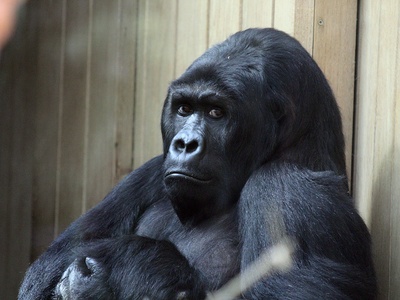 Eastern lowland gorilla