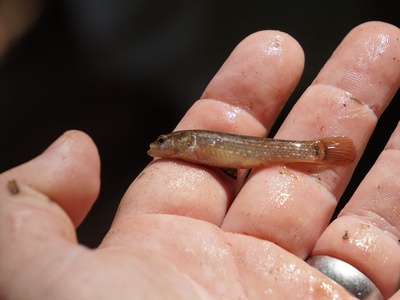Eastern mudminnow
