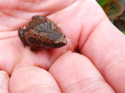 Eastern Narrow-mouthed Toad