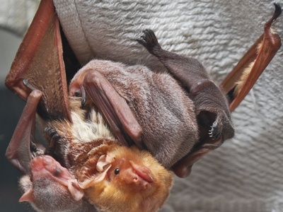 Eastern red bat