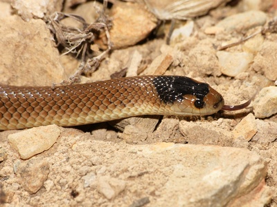 Eastern whip snake