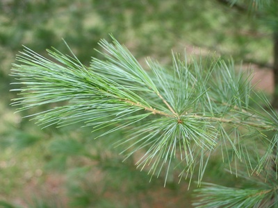 Eastern white pine