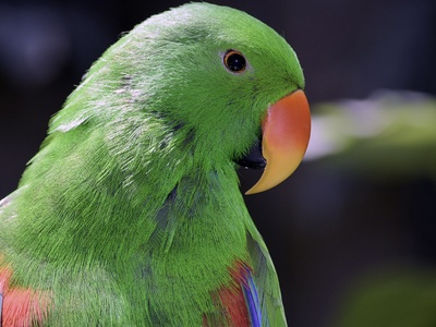 Eclectus parrot