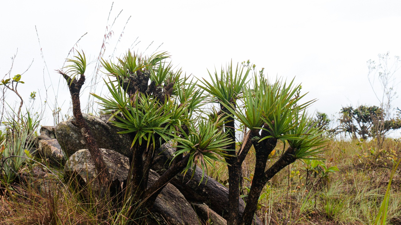 Close-up of diverse fynbos plants showing biodiversity in shrubland