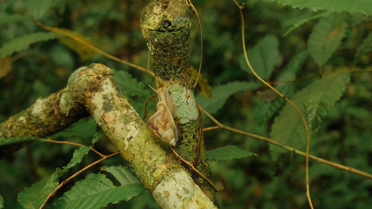 Mistletoe in a forest canopy supporting birds and pollinators