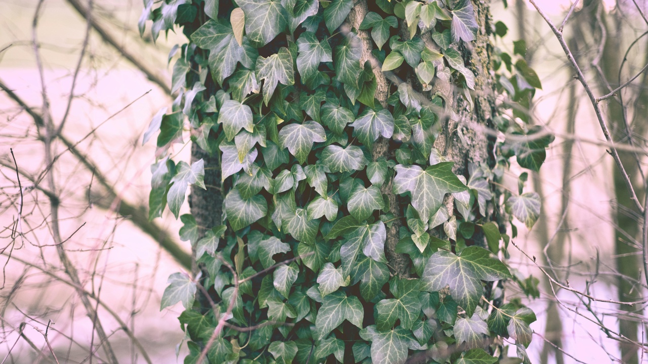 Ecological impact and wildlife interactions of English ivy and Boston ivy