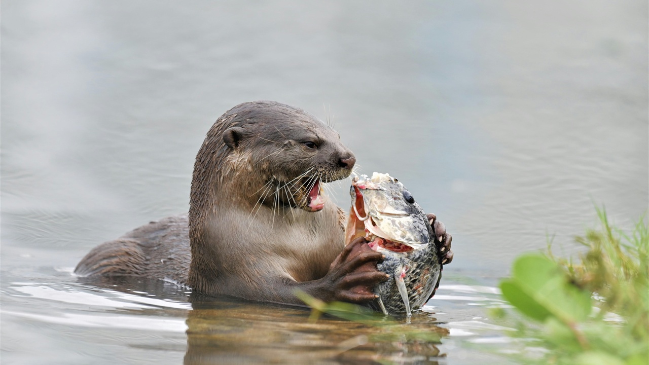 A sea lion catching fish near a dock and a harbor seal feeding near the sea floor
