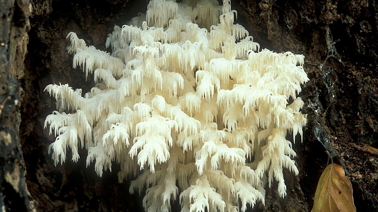 Windborne fungal spores cloud and bird carrying a seed in its beak