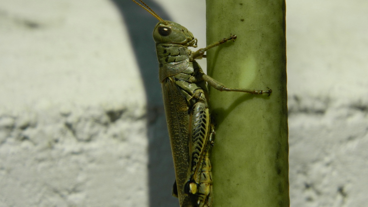 Mantis ootheca attached to stem; stick insect eggs in container